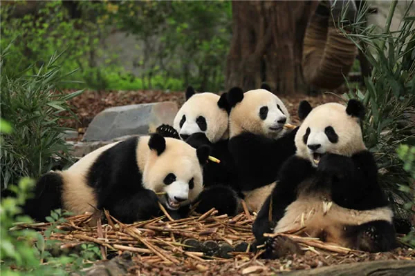 Pandas, poésie et thé à Chengdu
